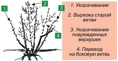Обрезка деревьев весной для начинающих в картинках пошагово (схема) | Уход  за садом, Сад, Растения