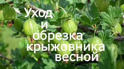 Обрезка крыжовника весной | Виноград, Дача, Сад | Дзен