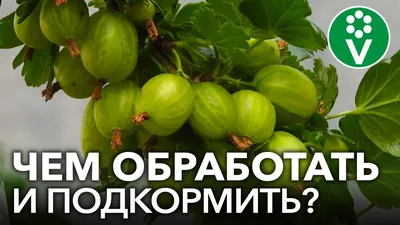 Уход за крыжовником весной! Обрезка крыжовника весной!!! - YouTube