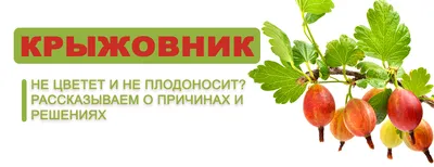 Как обрезать крыжовник Обрезка крыжовника весной | Садовые растения,  Растения, Выращивание перца