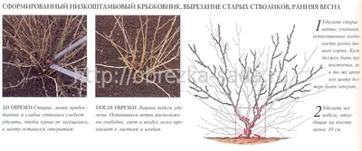 Обрезка деревьев: правила, инструменты и основные ошибки