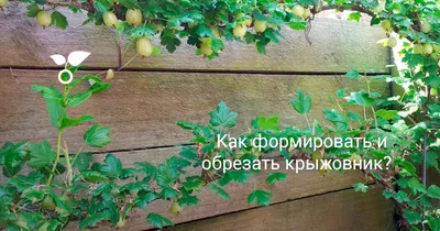 Правильная обрезка ягодных кустарников. Ежедневная городская газета Орская  хроника