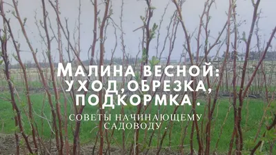 Обрезка малины весной фото