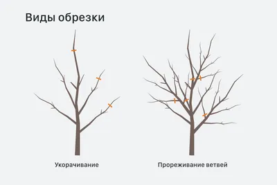 Как правильно обрезать яблоню весной - Worx Russia
