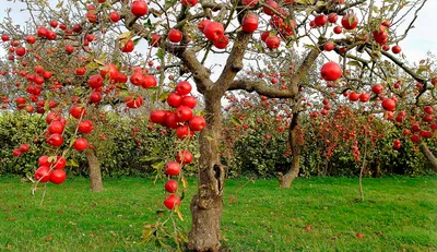 Обрезка деревьев осенью: как правильно обрезать деревья осенью - Agro-Market