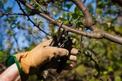 Обрезать деревья летом | летняя обрезка яблонь и плодовых деревьев