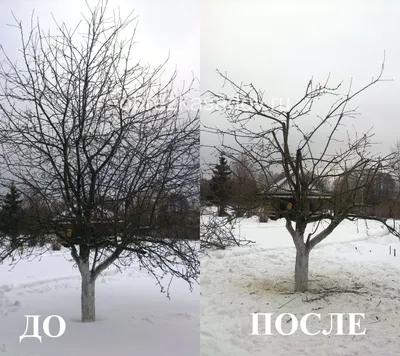 Обрезка сада специалистами Тимирязевской Академии. Стоимость обрезки  плодовых деревьев. +7-499-130-45-66 | Ландшафт 21 ВЕК
