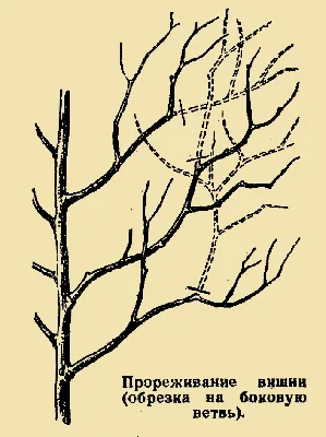 Обрезка плодовых деревьев: Когда и как правильно обрезать деревья весной  своими руками на даче и в саду | Houzz Россия