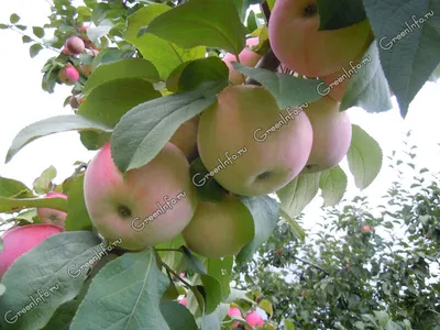 Особенности проведения летней обрезки яблони в садах интенсивного типа |  АППЯПМ