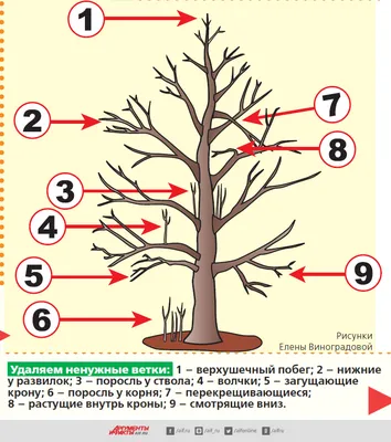 Обрезка яблони: как правильно сделать обрезку яблони, схемы и фото