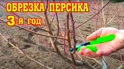 Правильная обрезка персика / 3-й год после посадки / опытный участок /  proper peach pruning - YouTube