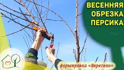 Омолаживающая обрезка персика - Agro-Market