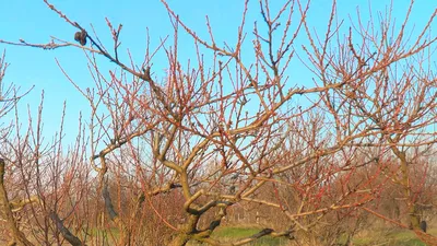 Обрезка персика весной. 🍑 Как правильно обрезать и не навредить дереву. ✓  Блог СпилКурск.ПРО