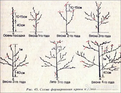 Обрезка персика весной. 🍑 Как правильно обрезать и не навредить дереву. ✓  Блог СпилКурск.ПРО