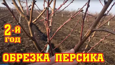 Правильная обрезка персика / 2-ой год после посадки / proper peach pruning  - YouTube