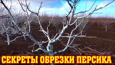 Персик - Страница 10 - Форум дачников Украины. Восстановим озоновый слой на  6-ти сотках!