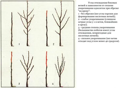 Обрезка плодовых деревьев весной: схемы для начинающих | ДОМ. САД. ОГОРОД |  Дзен