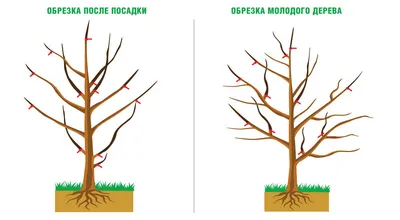 Обрезка плодовых деревьев весной: схемы для начинающих | ДОМ. САД. ОГОРОД |  Дзен