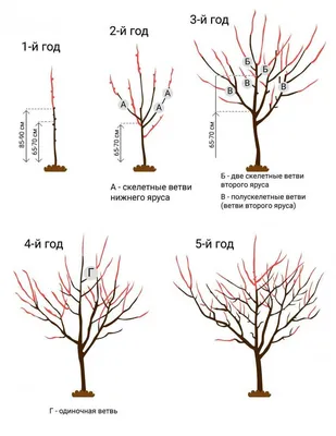 Обрезка плодовых деревьев весной: схемы для начинающих | ДОМ. САД. ОГОРОД |  Дзен