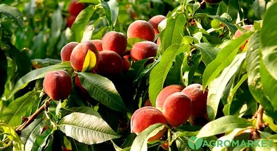 Омолаживающая обрезка персика - Agro-Market