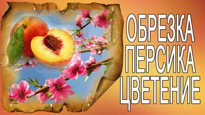 Обрізка, формування кісточкових (персик, абрикос, черешня) - Сторінка 33 -  форум-виноград