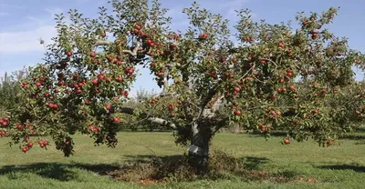 Принципы и правила обрезки плодовых деревьев