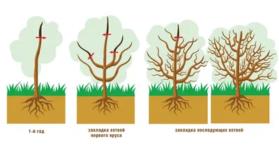 Услуги формирования древесно – кустарниковых посадок