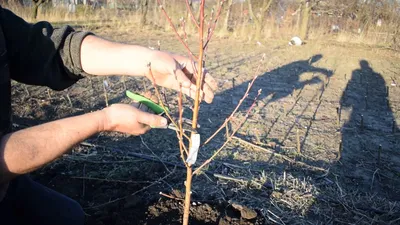 Обрезка персика — одна из важнейших процедур ухода за ним. Провожу ее  регулярно по правилам — собираю большие урожаи | Азбука огородника | Дзен