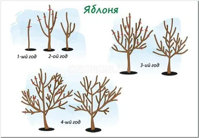 Что делать, чтобы персик не замерз: защита молодых деревьев от низких  температур