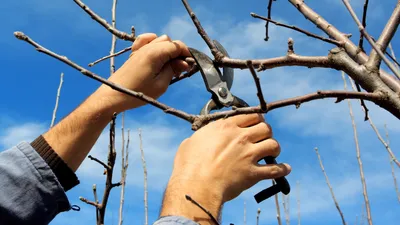 Обрезка плодовых деревьев весной – советы для начинающих и не только | В  саду (Огород.ru)