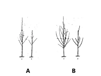 Как правильно обрезать деревья? Обрезка плодовых деревьев
