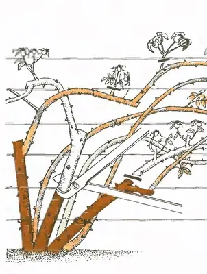Как проходит обрезка плетистых роз после цветения • Розы и сад