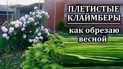 Соверен - Обрезка роз, правильная обрезка кустов роз - кустовых, парковых,  садовых