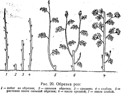 Как сажать плетистые и штамбовые розы: когда, где и как посадить плетистые  и штамбовые розы весной | Houzz Россия