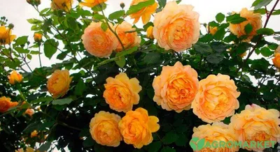 Плетистые розы: как укоренить черенок и какие ТРИ подкормки понадобятся на  протяжении года?
