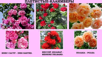 Советы по обрезке плетистых роз весной - Agro-market