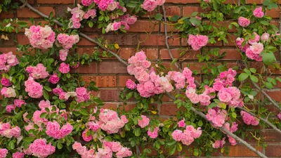 Как обрезать плетистые розы рамблеры после цветения | Любимая усадьба | Дзен