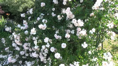 Будут цвести до первых заморозков - советы, как обрезать розы летом — УНИАН