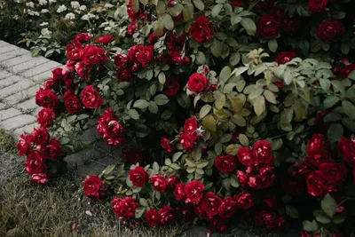 Плетистые розы – как и когда надо обрезать зимой