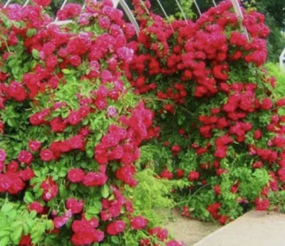 Как ухаживать за розами в саду осенью - GreenCorridor