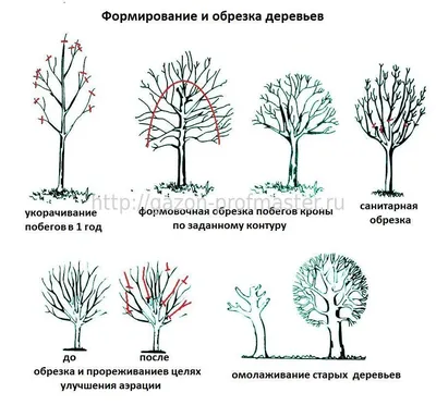 Особенности обрезки плодовых деревьев по срокам