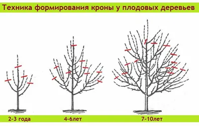 Обрезка яблони весной: нюансы процесса, когда стоит делать и как правильно  проводить - Пространство