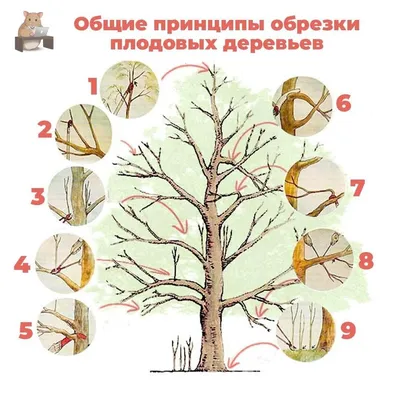 Общие принципы обрезки плодовых деревьев и кустарников. | Лайфхаки – на все  случаи жизни | Дзен