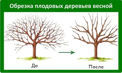 Когда начинать обрезку плодовых деревьев: фото, видео, схемы обрезки |  Компания «Большая земля»