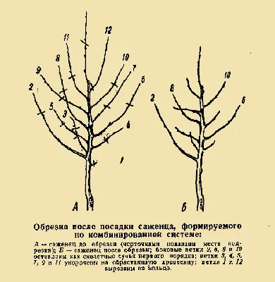 Обрезка для «чайников». Как придать форму и проредить ветви деревьев | Сад  | Дача | Аргументы и Факты