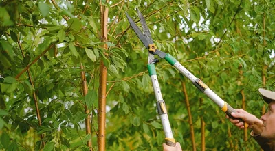 Киссон - ✂️Обрезка плодовых деревьев летом, может приблизить период  плодоношения, сформировать полноценно развитую крону, способствовать  вызреванию молодых побегов, более полноценному их формированию, а так же  для отсрочки цветения в следующем сезоне ...