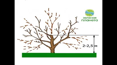 Обрезка плодовых деревьев весной