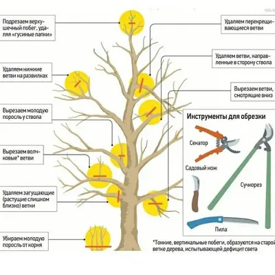 Готовим сад к урожаю: как правильно обрезать деревья весной | Akvilon