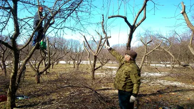 Обрезка плодовых деревьев весной и осенью - услуги АрбоПро