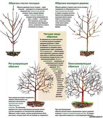 Обрезка плодовых деревьев осенью или весной